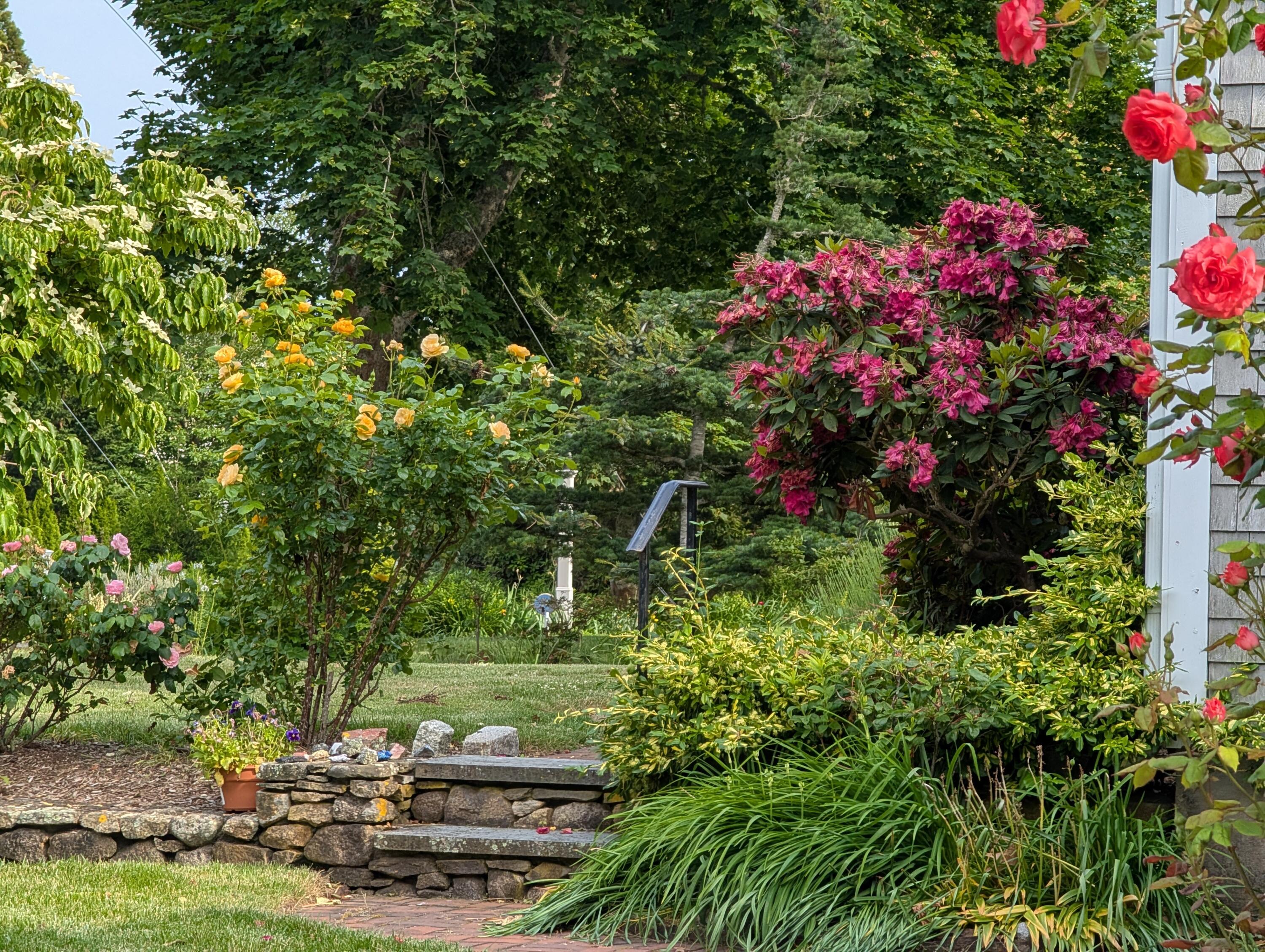 16 Old Salt Works Road Chatham, MA 02633 - Photo 49 of 69 a picture of flowers