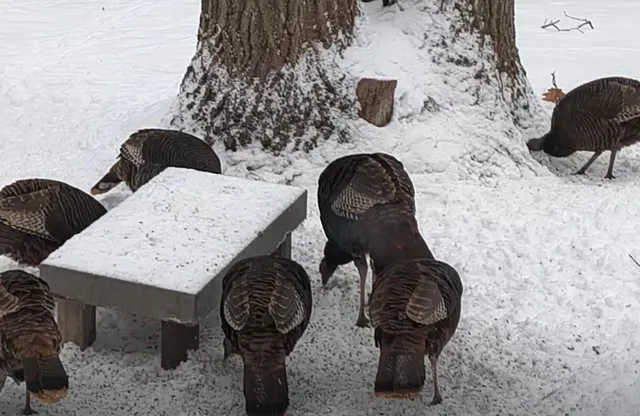 $300,000 | 10368 Schwyz Drive, Reed City, MI 49677