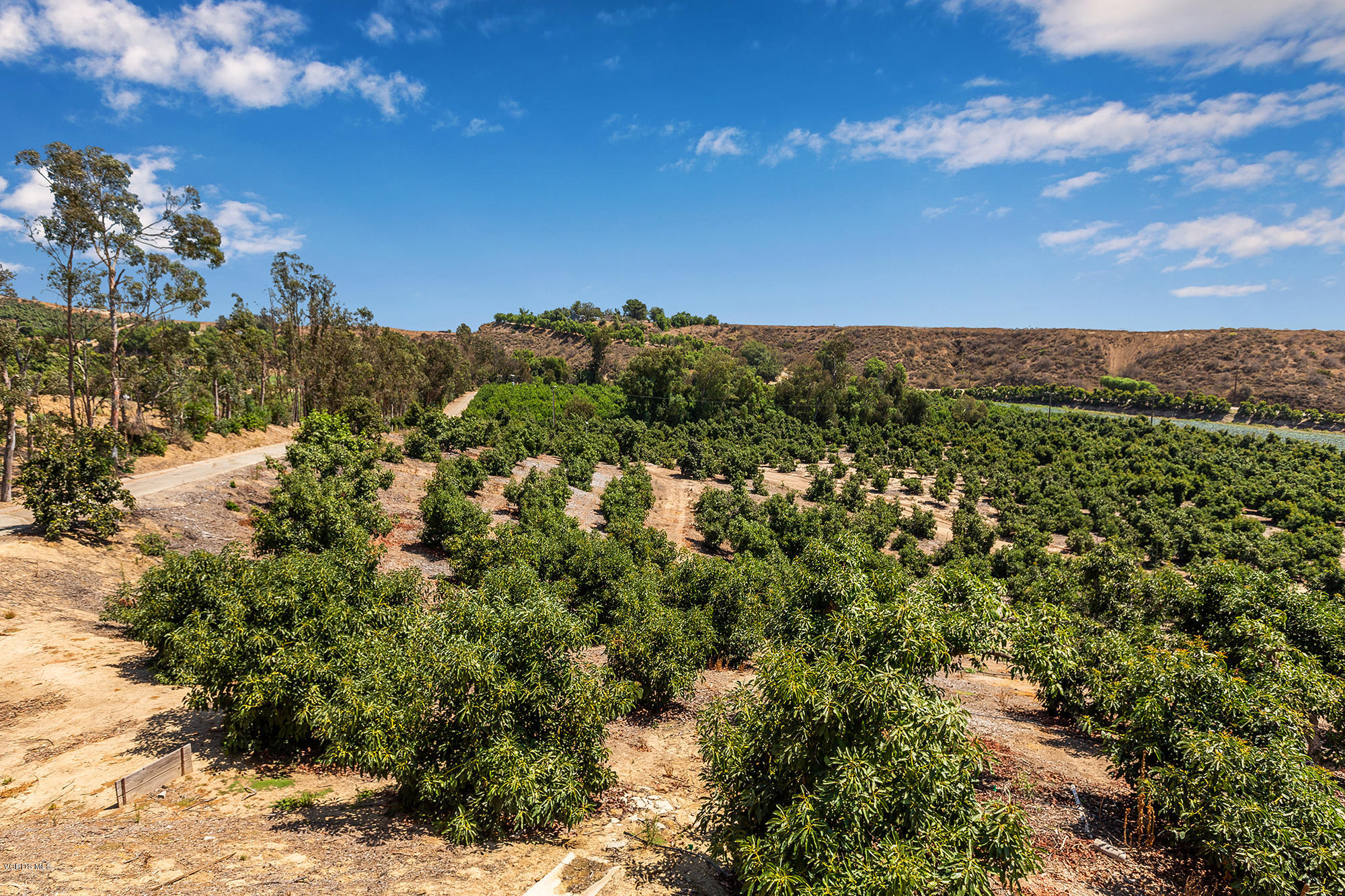 10089 Stockton Road Moorpark, CA 93021 - Photo 29 of 39 a view of a bunch of trees in a background