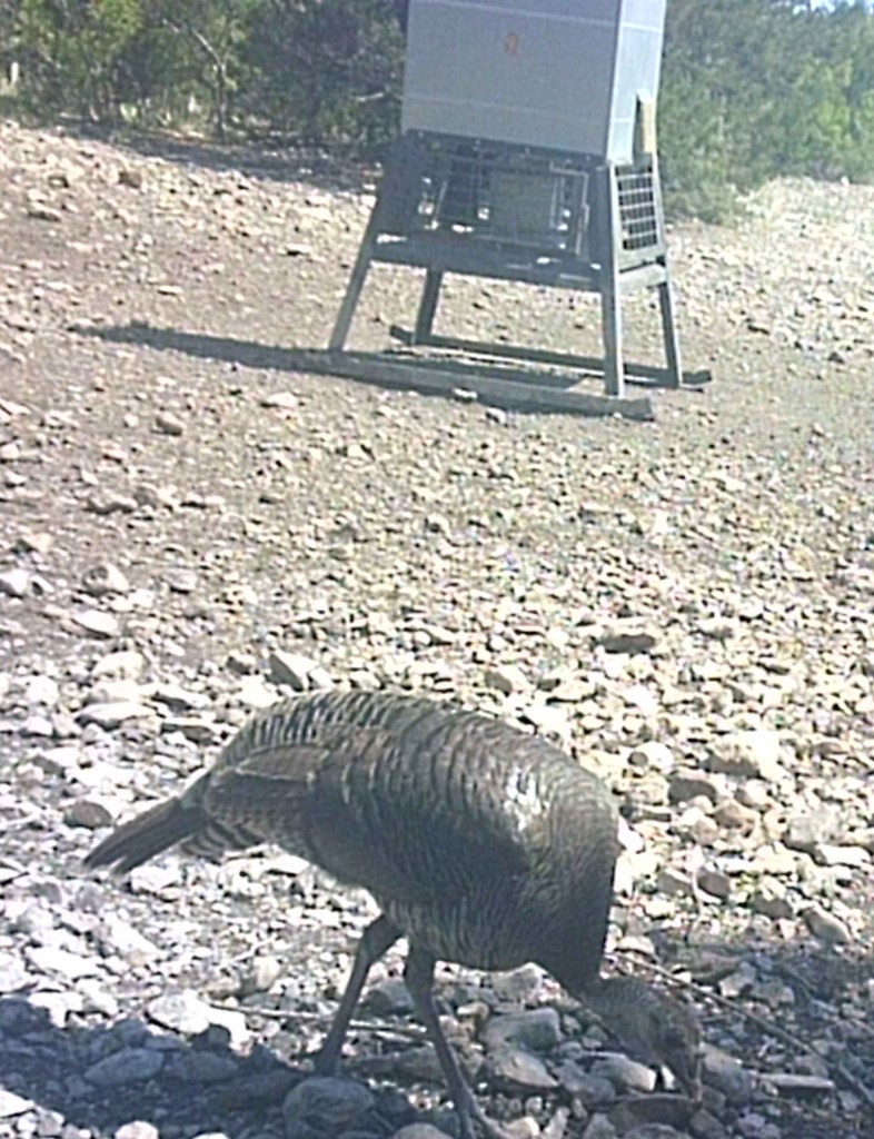 2 Sd 45682 Rocksprings, TX 78880 - Photo 11 of 72