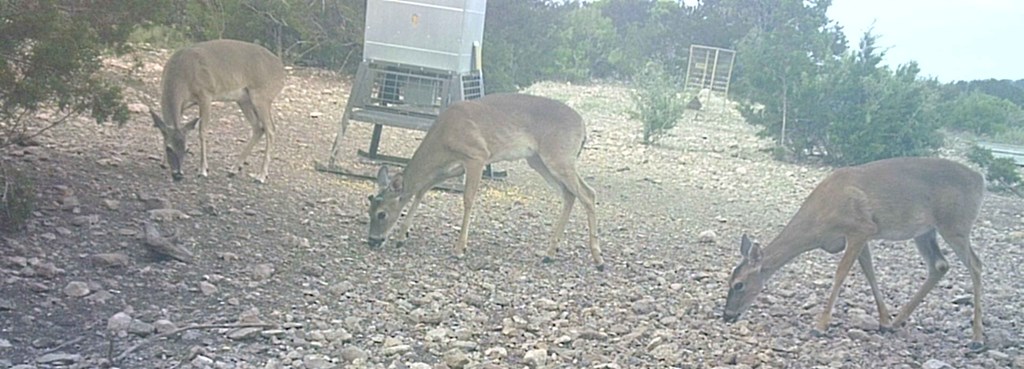 2 Sd 45682 Rocksprings, TX 78880 - Photo 16 of 72 a view of balcony with furniture