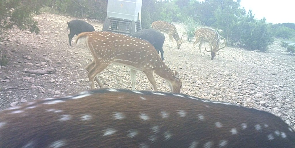 2 Sd 45682 Rocksprings, TX 78880 - Photo 20 of 72