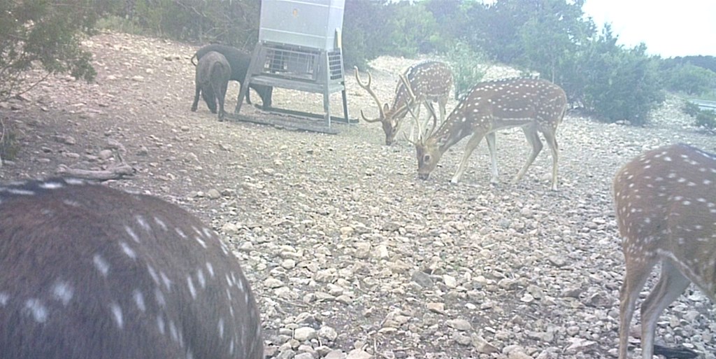 2 Sd 45682 Rocksprings, TX 78880 - Photo 21 of 72 a view of a backyard of the house