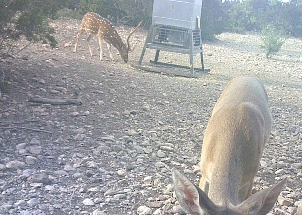 2 Sd 45682 Rocksprings, TX 78880 - Photo 22 of 72