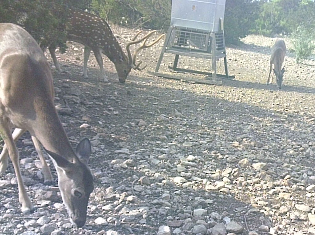 2 Sd 45682 Rocksprings, TX 78880 - Photo 24 of 72 a view of a yard with a tree