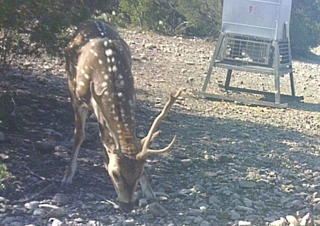 2 Sd 45682 Rocksprings, TX 78880 - Photo 26 of 72 a view of a yard