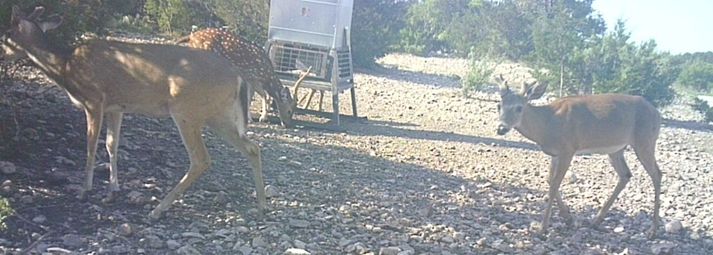 2 Sd 45682 Rocksprings, TX 78880 - Photo 28 of 72 a view of a tree in a yard