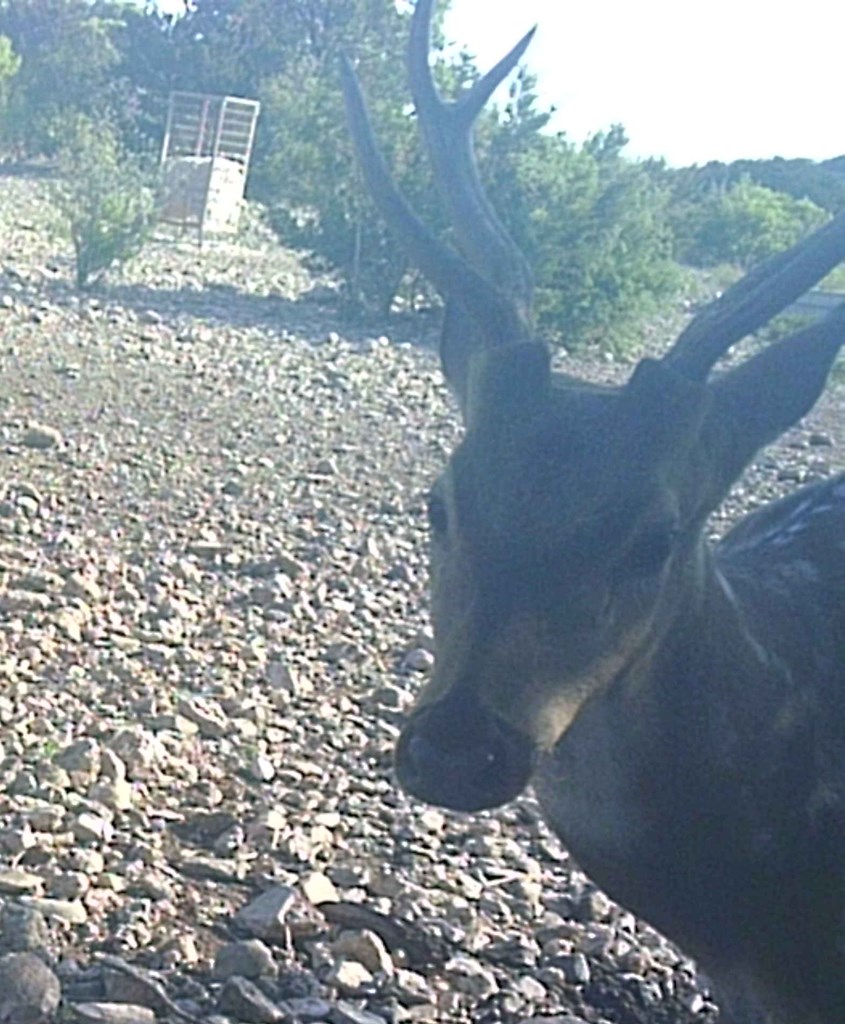 2 Sd 45682 Rocksprings, TX 78880 - Photo 3 of 72