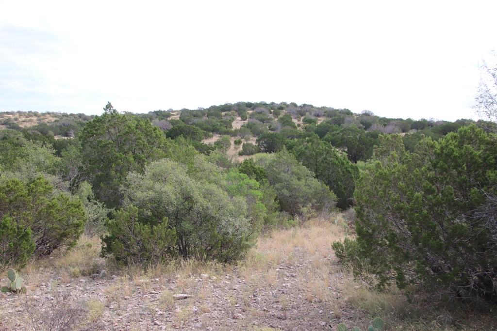 2 Sd 45682 Rocksprings, TX 78880 - Photo 42 of 72 a view of a dry yard with trees