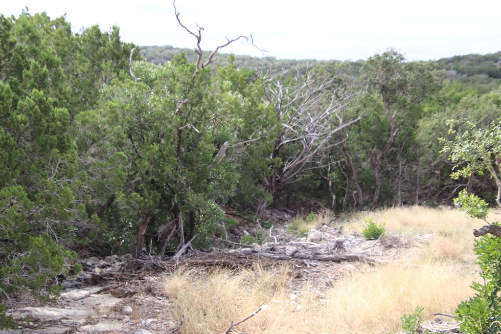 2 Sd 45682 Rocksprings, TX 78880 - Photo 51 of 72 a view of a yard with a tree