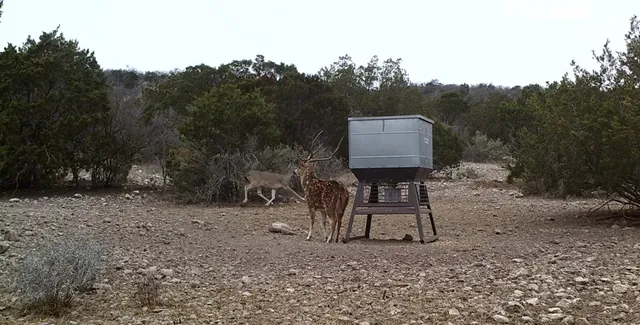 a view of a yard with fountain in front of a house