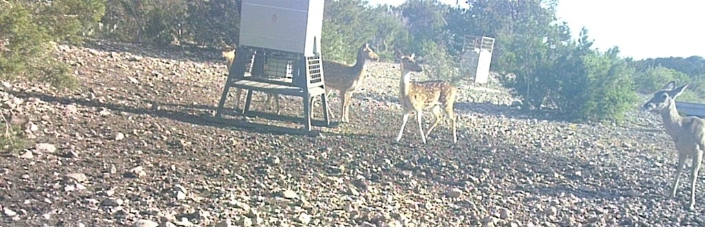 2 Sd 45682 Rocksprings, TX 78880 - Photo 9 of 72 a view of a yard with fountain in front of a house