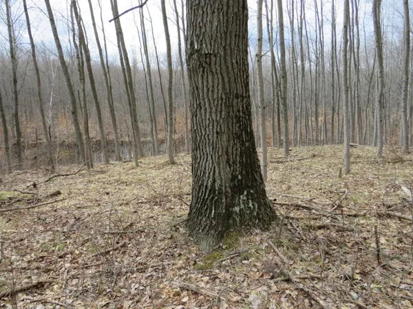 $136,000 | M-115, Marion, MI 49665