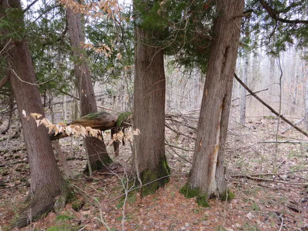 $136,000 | M-115, Marion, MI 49665