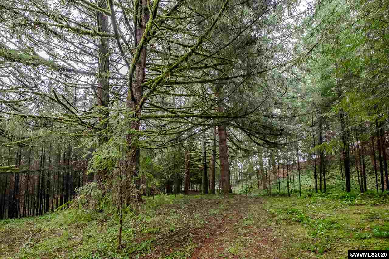25161 Springer Road Sweet Home, OR 97386 - Photo 8 of 25 Gallery Image 8