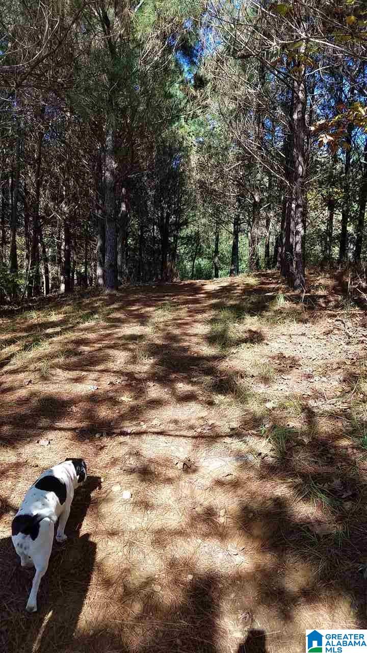 298 Bowerman Road Blountsville, AL 35031 - Photo 29 of 30