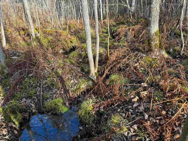 $204,000 | Xxx10 Xxx10 Powerhouse Trail, Ely, MN 55731