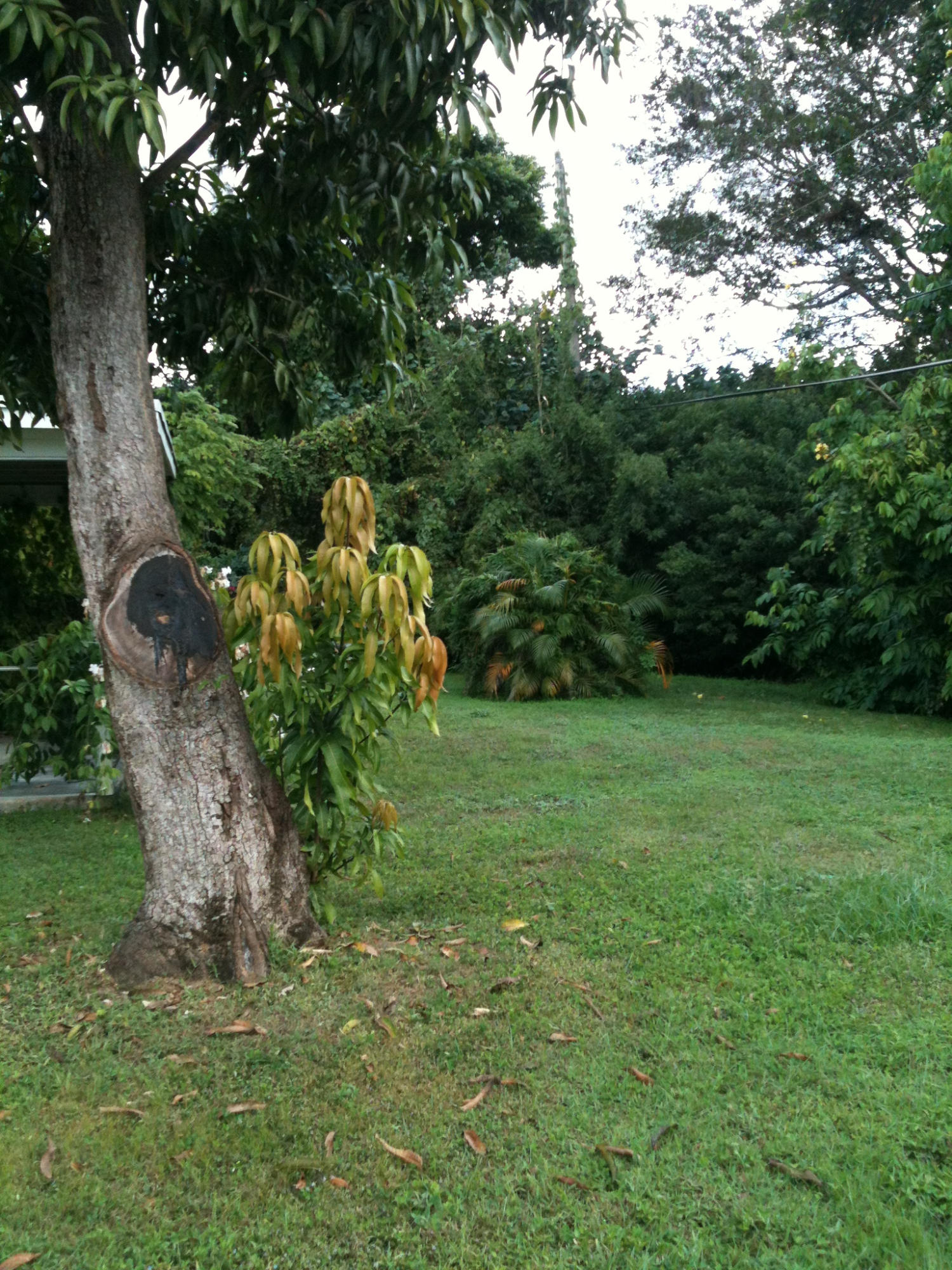 67 West Mango Road Lake Worth, FL 33467 - Photo 3 of 7 Yard