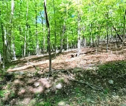 a view of a forest with trees in the background