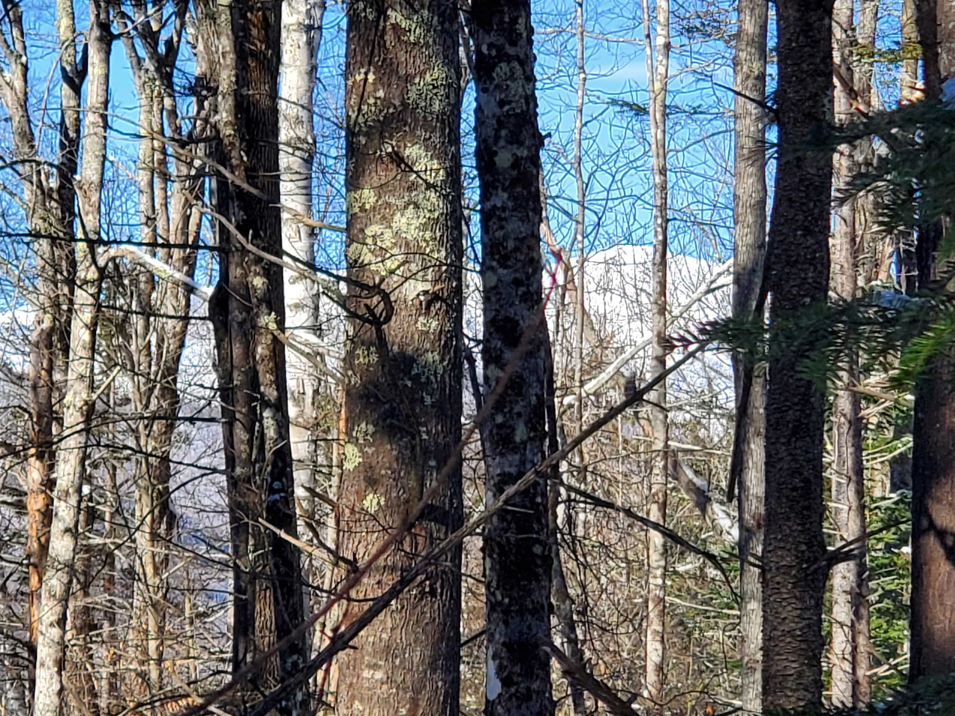 0 Tin Mine Road, Unit V082503 Jackson, NH 03846 - Photo 27 of 38 Gallery Image 27