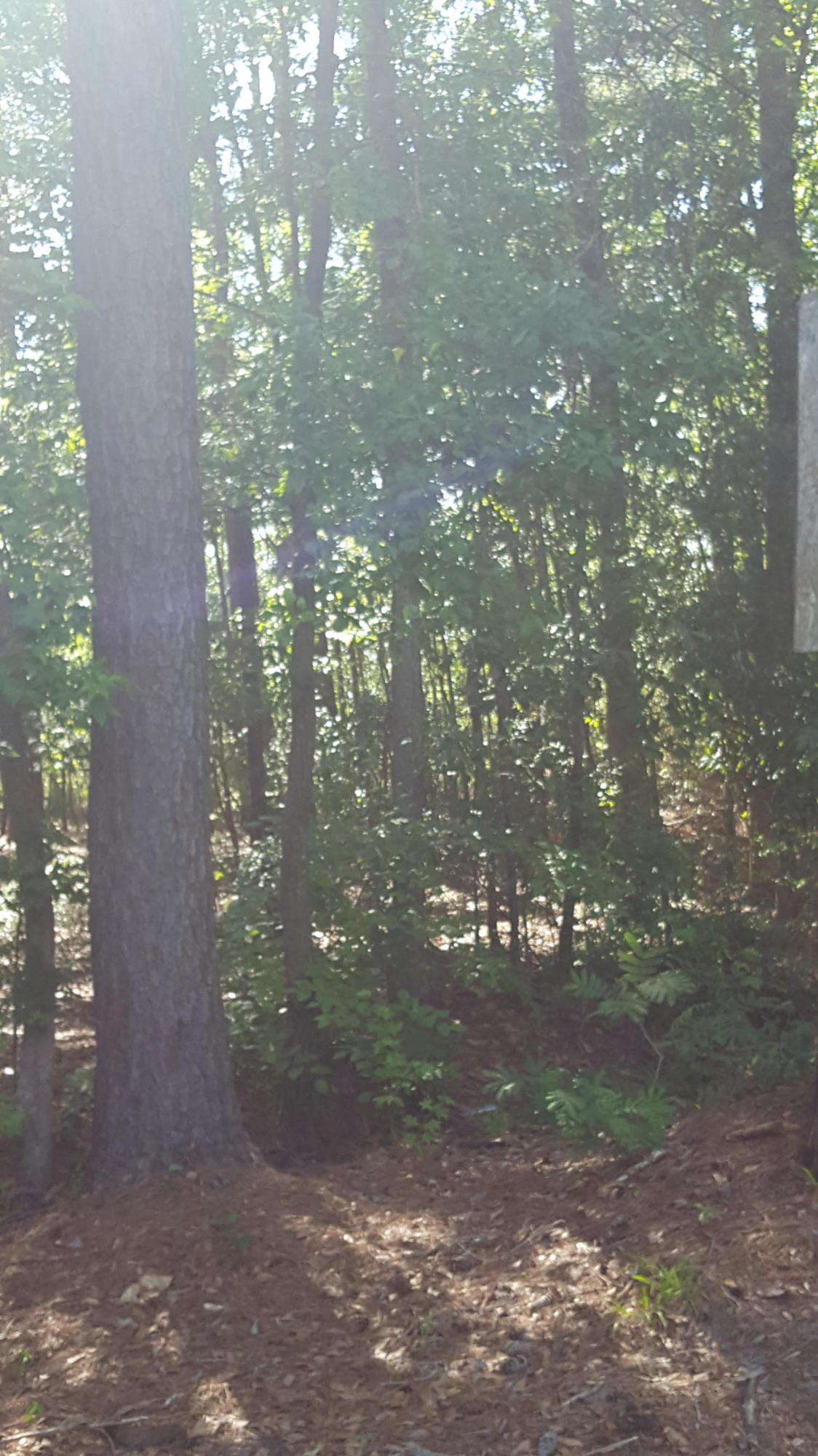 3714 Marshfield Road Johns Island, SC 29455 - Photo 25 of 33 20160513_165944_001 (1)