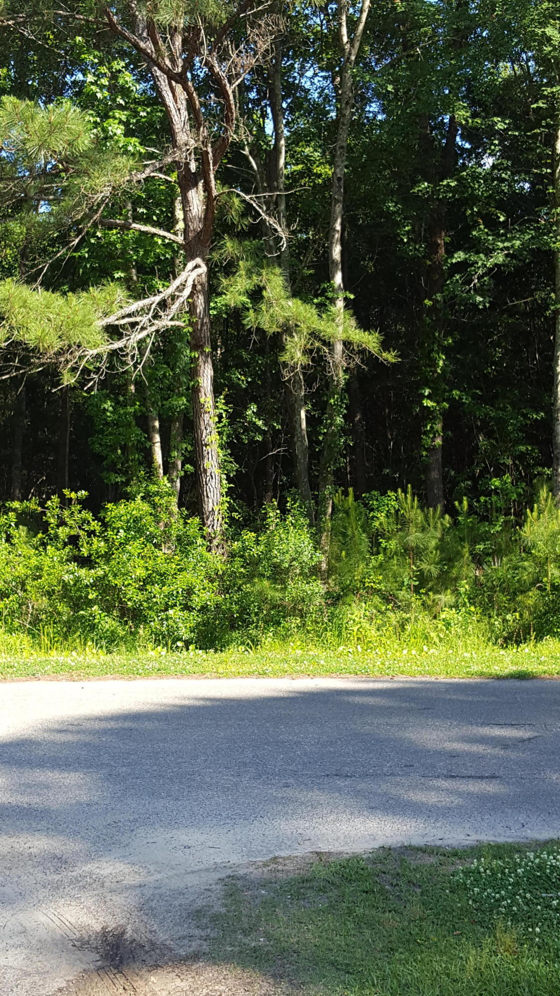 3714 Marshfield Road Johns Island, SC 29455 - Photo 27 of 33 20160513_170058