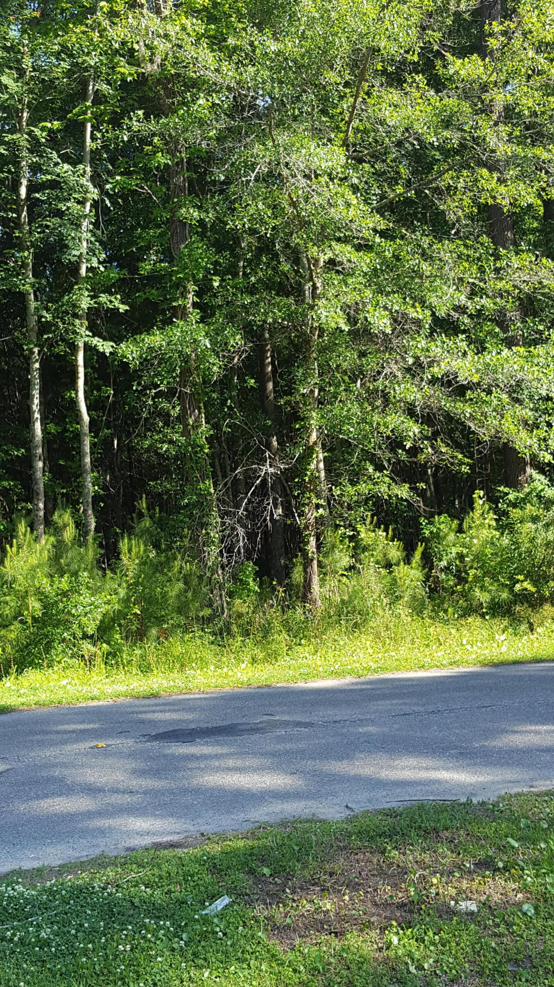3714 Marshfield Road Johns Island, SC 29455 - Photo 28 of 33 20160513_170101