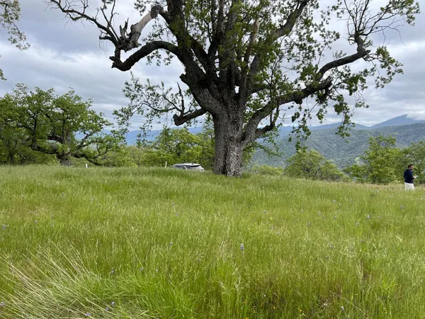 a view of a green yard