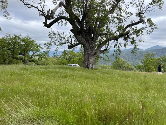 a view of a green yard