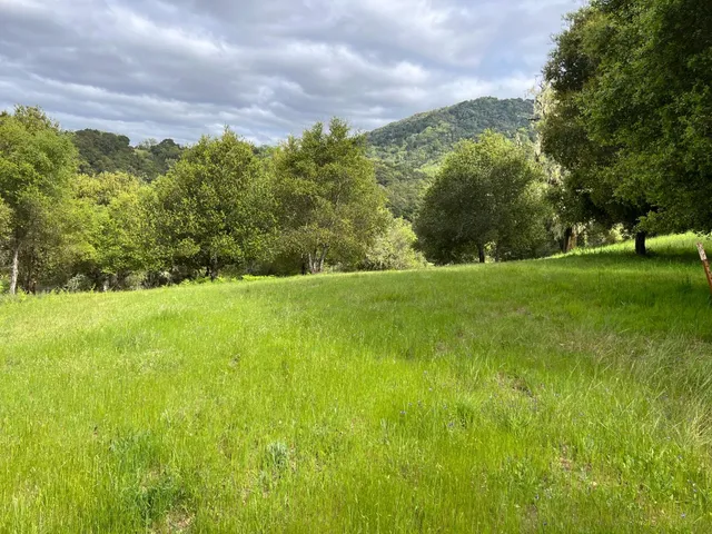 a view of a green field with trees