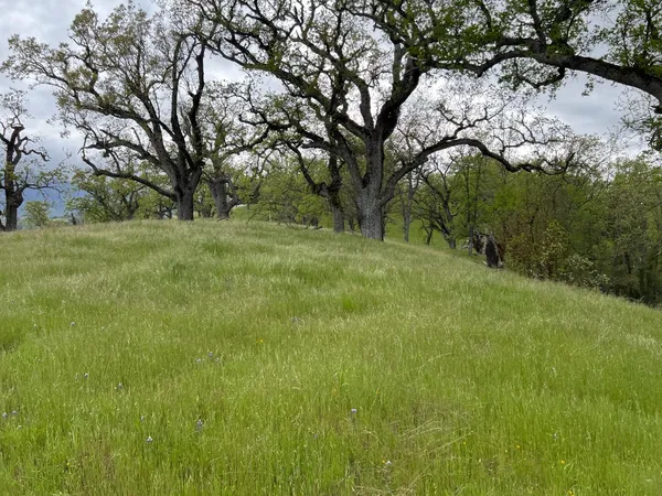 a view of a lush green space