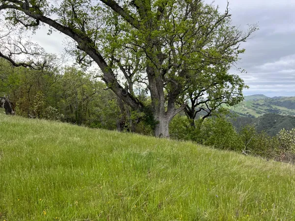 a view of a yard with a tree
