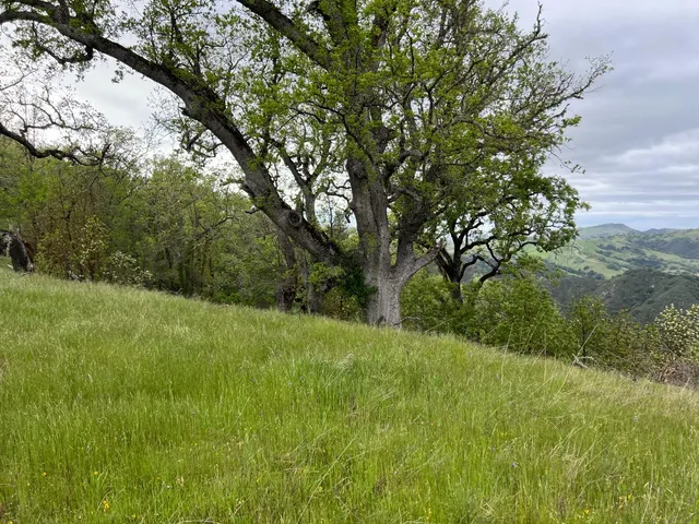 a view of a yard with a tree