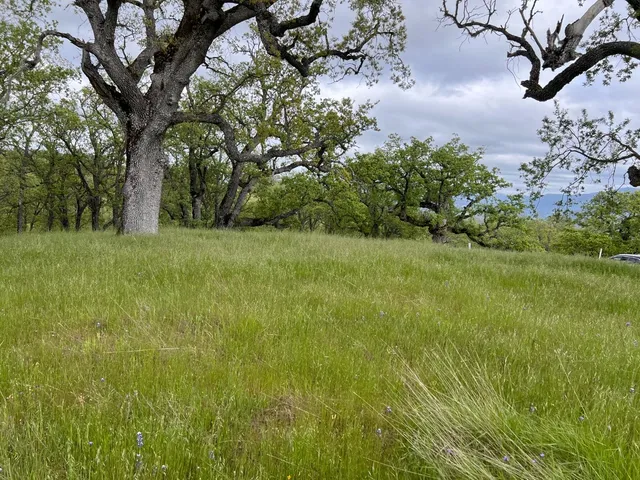 a view of yard with green space