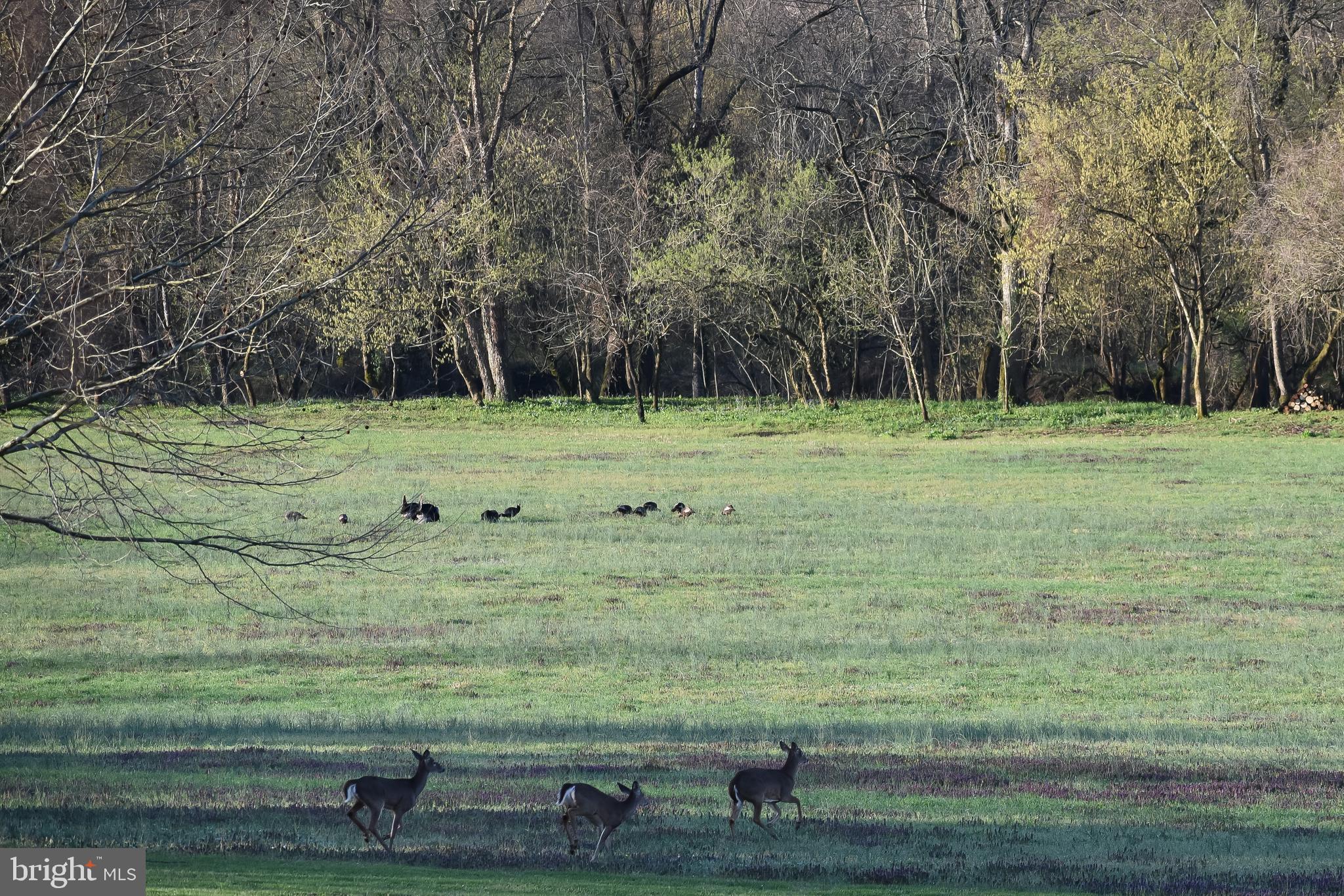 15403 Froggy Bottom Lane Rixeyville, VA 22737 - Photo 41 of 51 Wildlife is drawn to the river