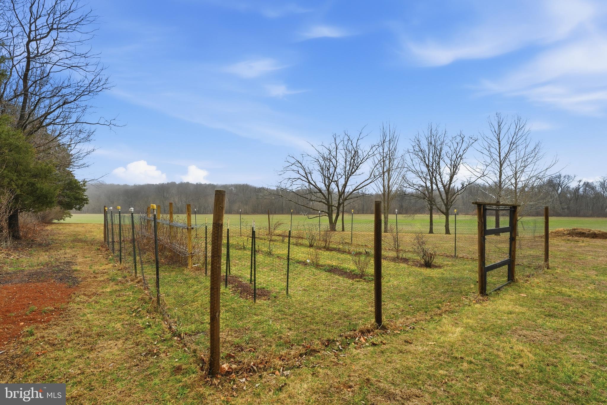 15403 Froggy Bottom Lane Rixeyville, VA 22737 - Photo 42 of 51 Blueberry and raspberry garden, plus fruit trees