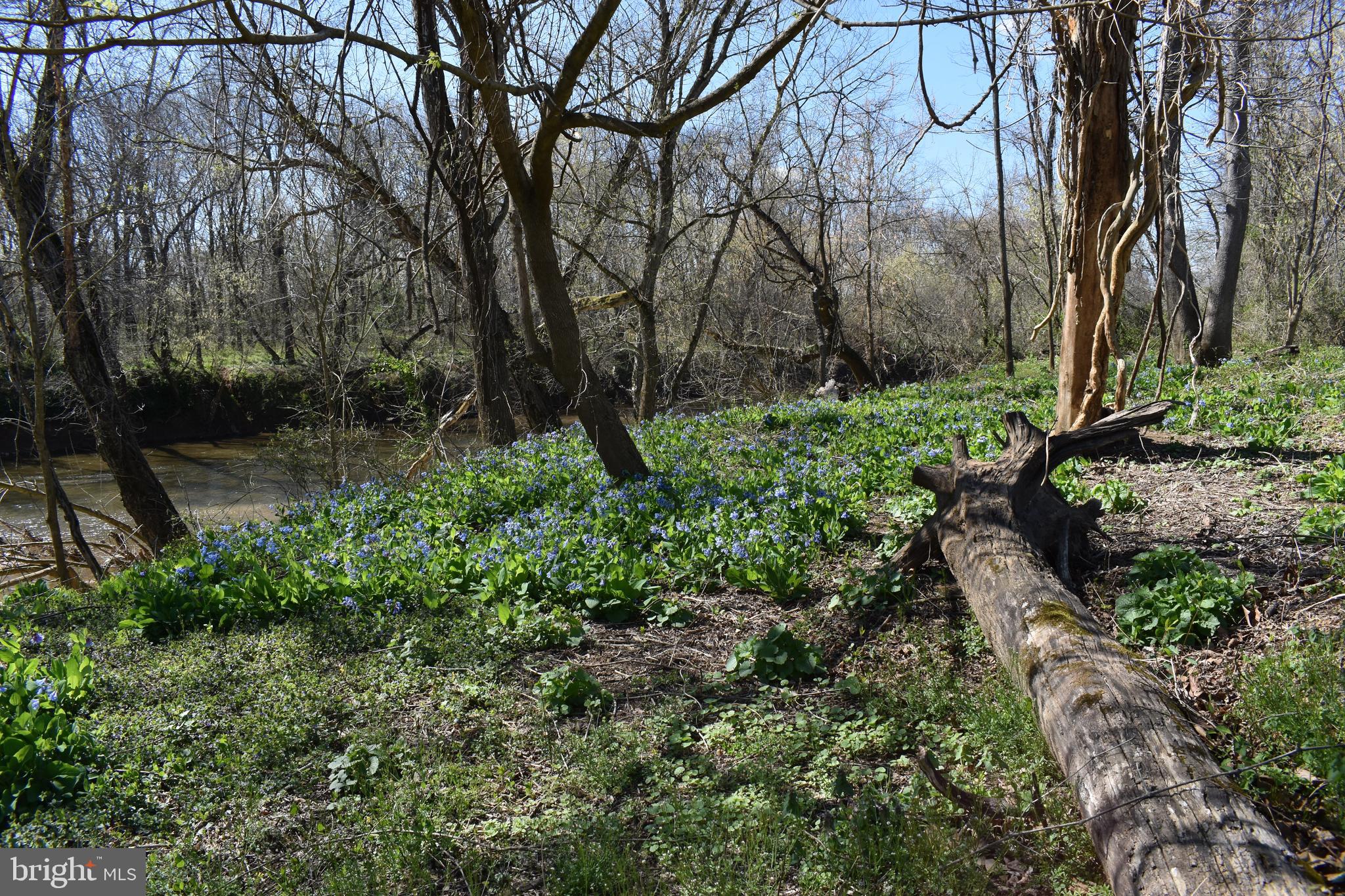 15403 Froggy Bottom Lane Rixeyville, VA 22737 - Photo 8 of 51 Virginia Bluebells along the Hazel River