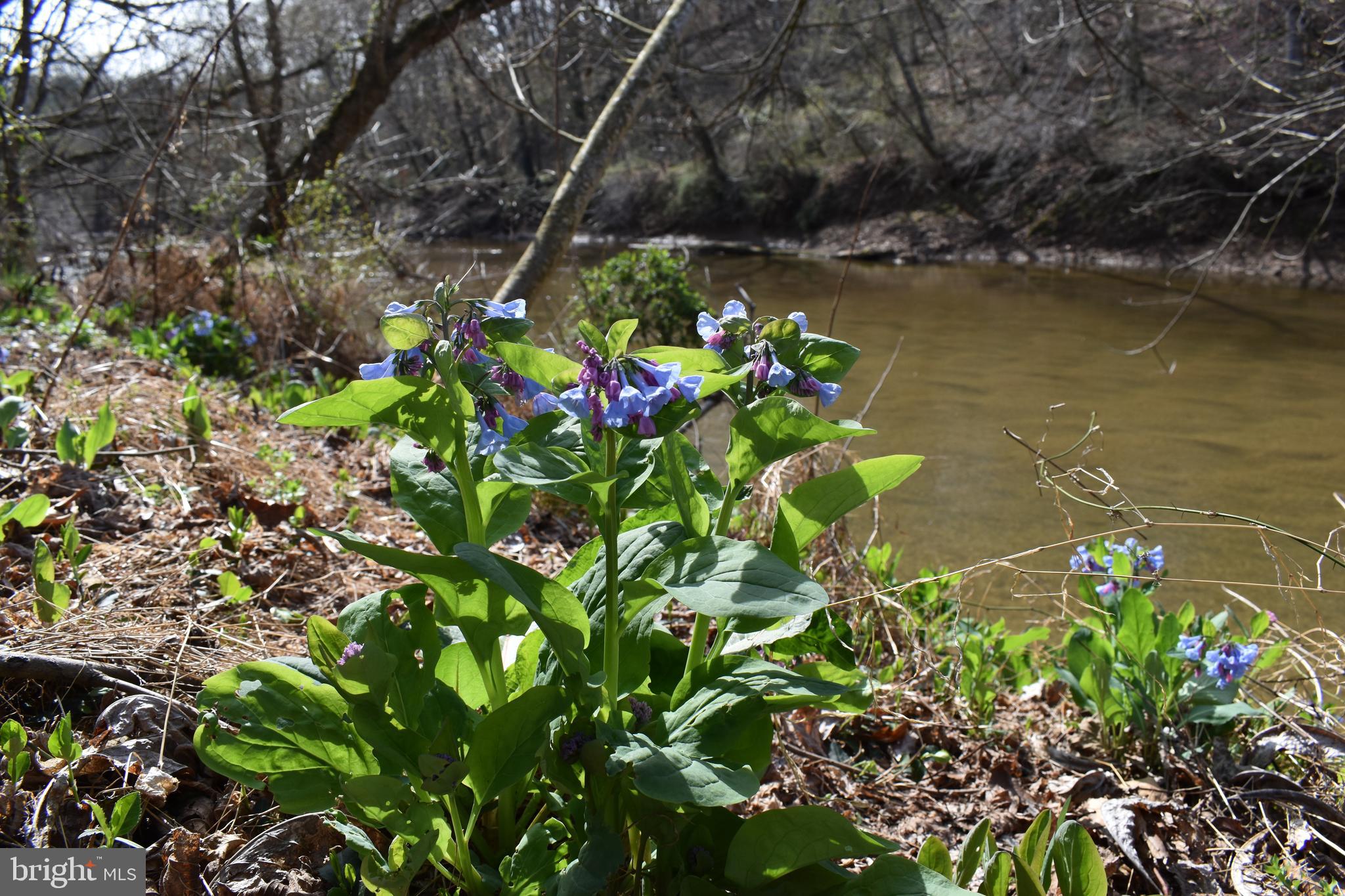 15403 Froggy Bottom Lane Rixeyville, VA 22737 - Photo 9 of 51 Wild Virginia Bluebells