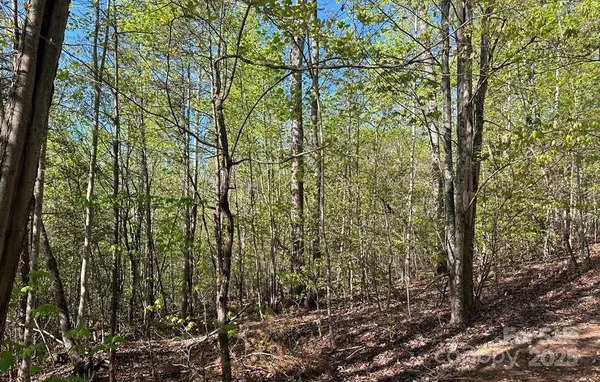 a view of a yard with plants and trees