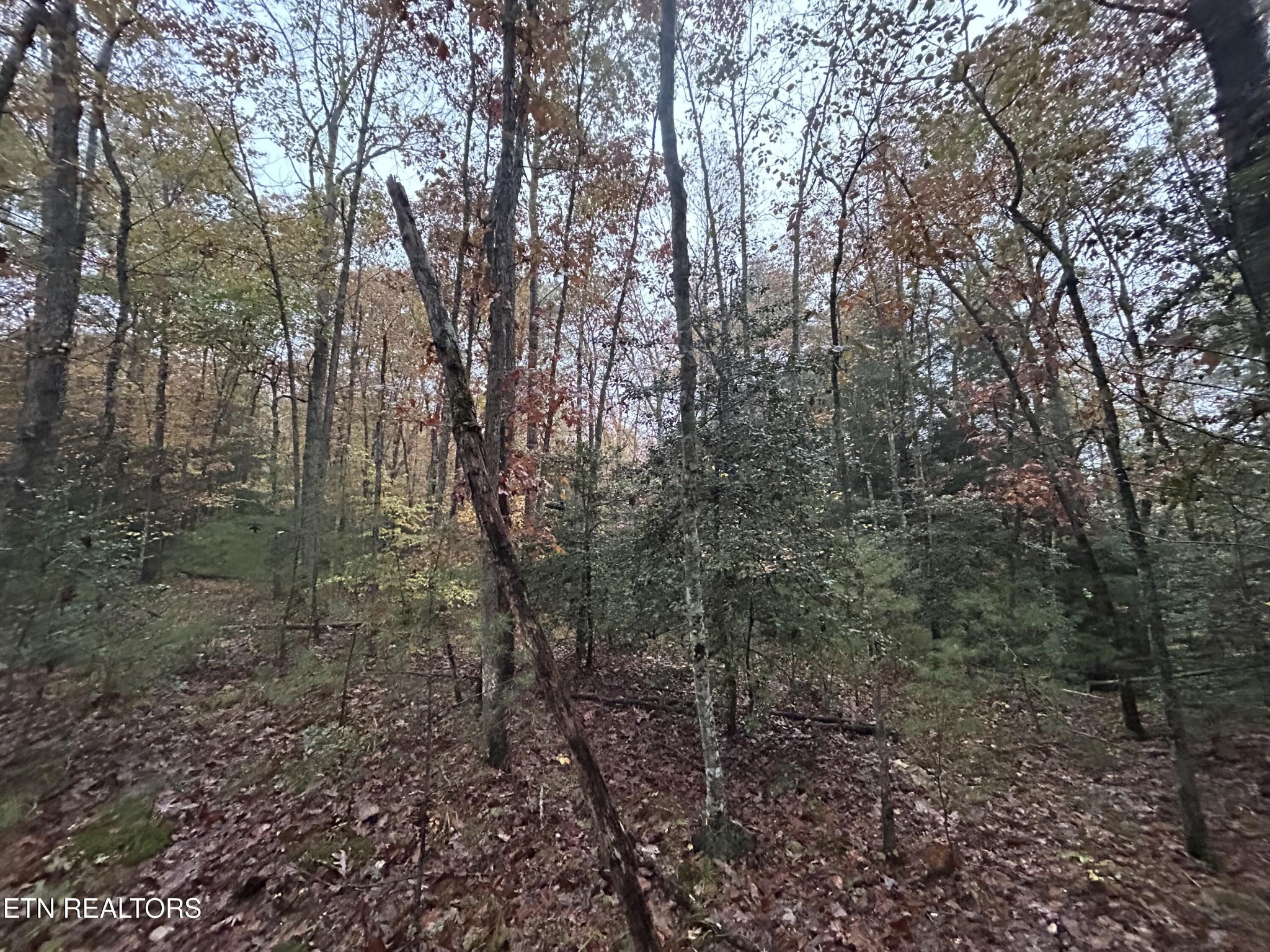0 Graveyard Road Jamestown, TN 38556 - Photo 2 of 2 a view of a forest with trees in front of it