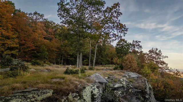 a view of a yard with a tree