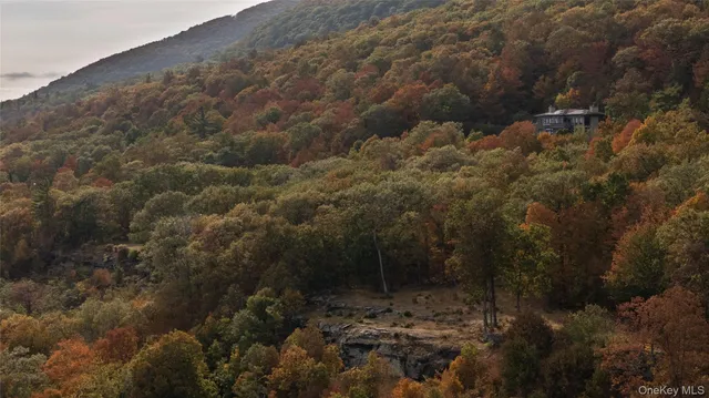 a view of a forest with a tree