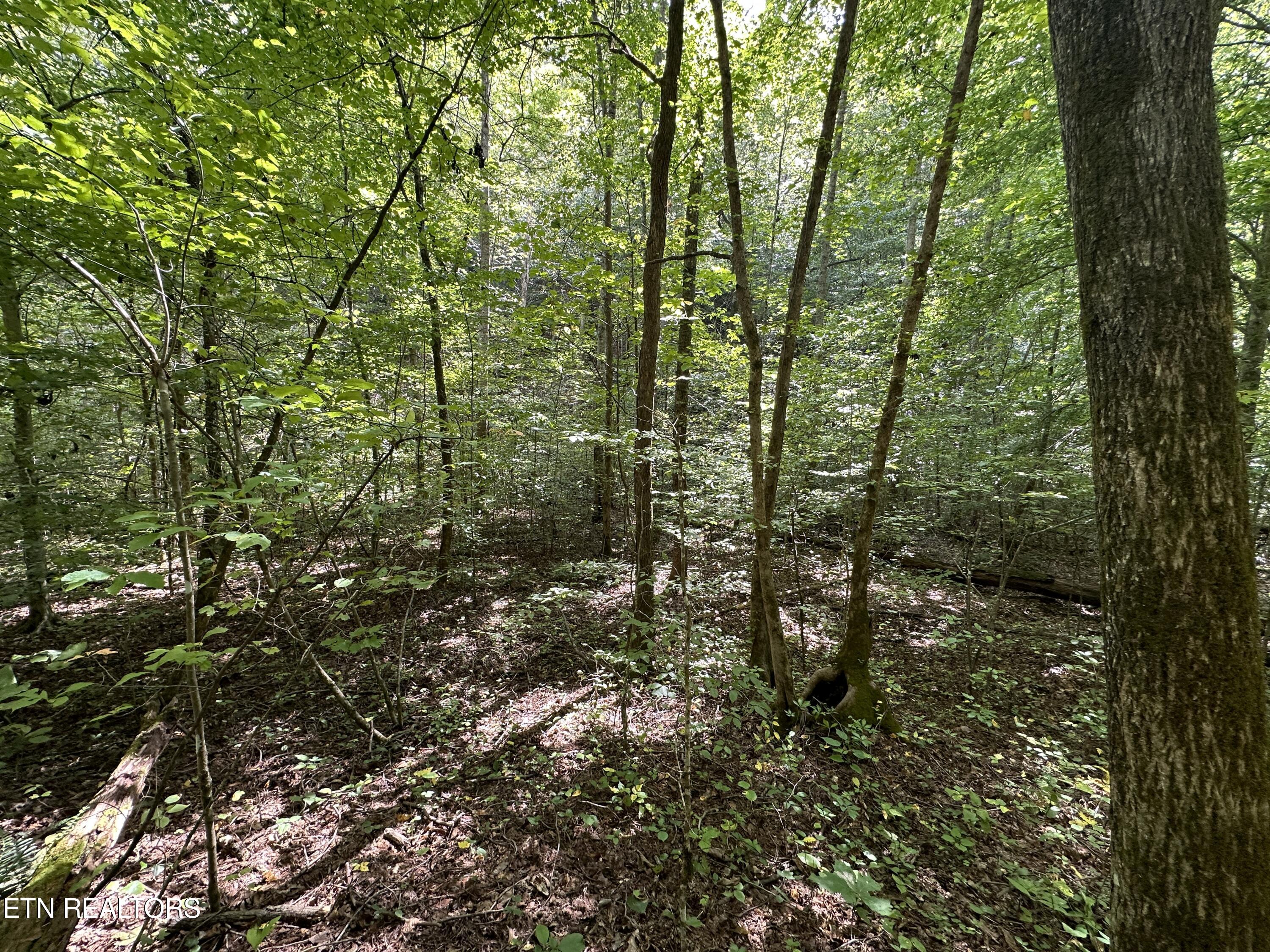 Porterfield Gap Road Seymour, TN 37865 - Photo 11 of 16 IMG_2186