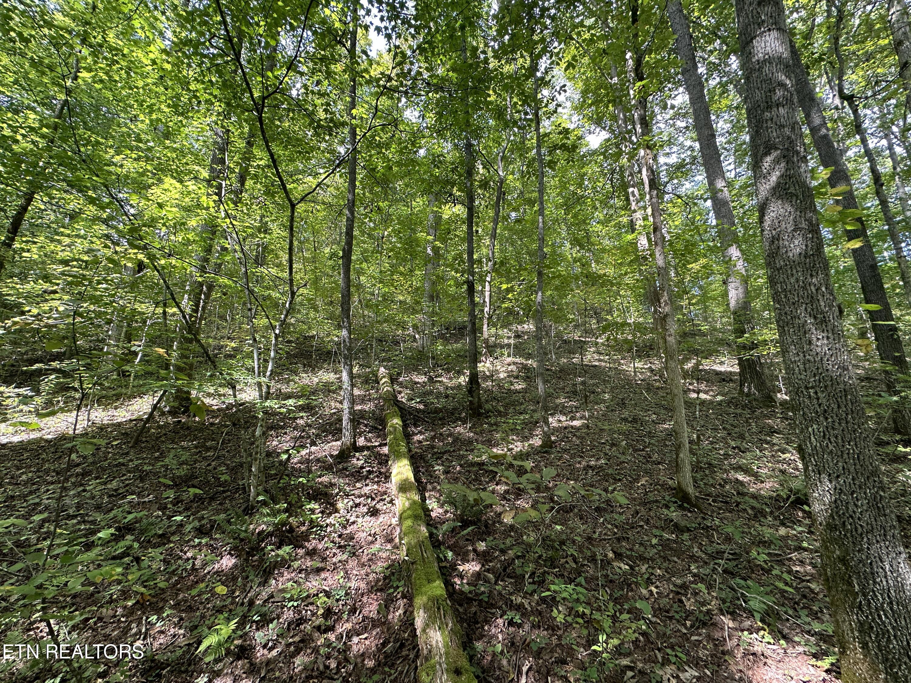 Porterfield Gap Road Seymour, TN 37865 - Photo 13 of 16 IMG_2188