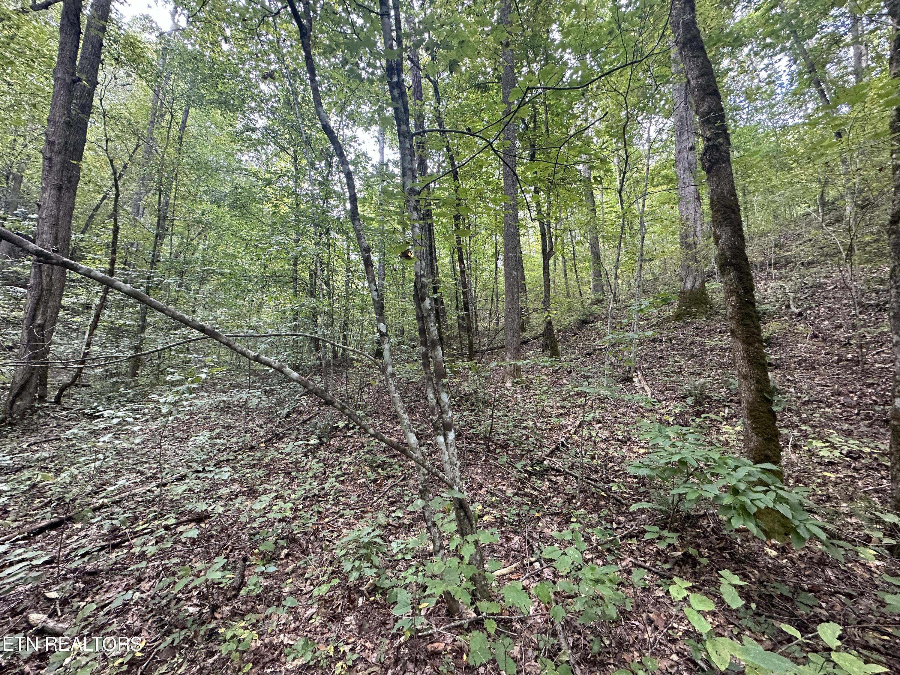 Porterfield Gap Road Seymour, TN 37865 - Photo 14 of 16 IMG_2190