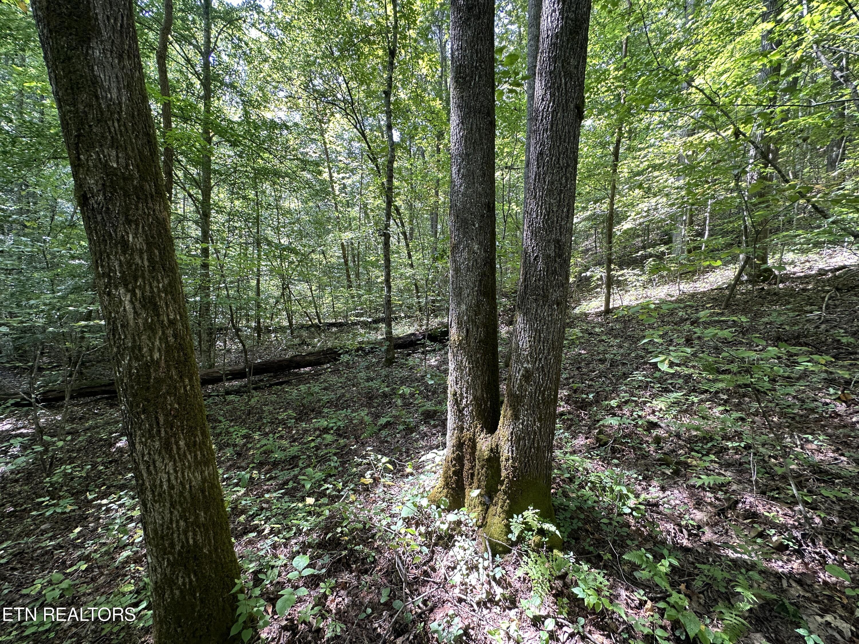 Porterfield Gap Road Seymour, TN 37865 - Photo 10 of 16 IMG_2185