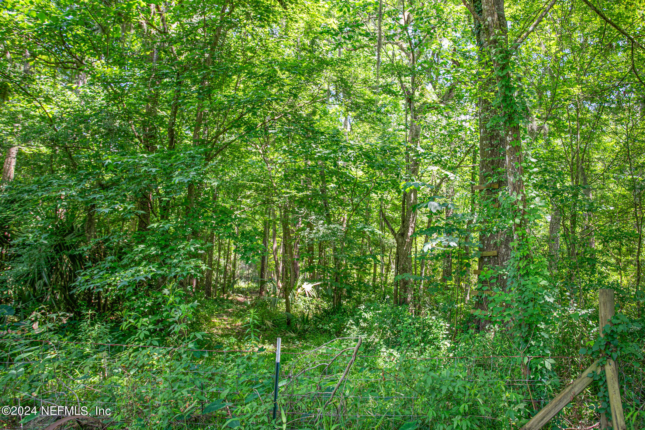 54394 Lee Stoner Road East Callahan, FL 32011 - Photo 31 of 35 a view of a lush green forest