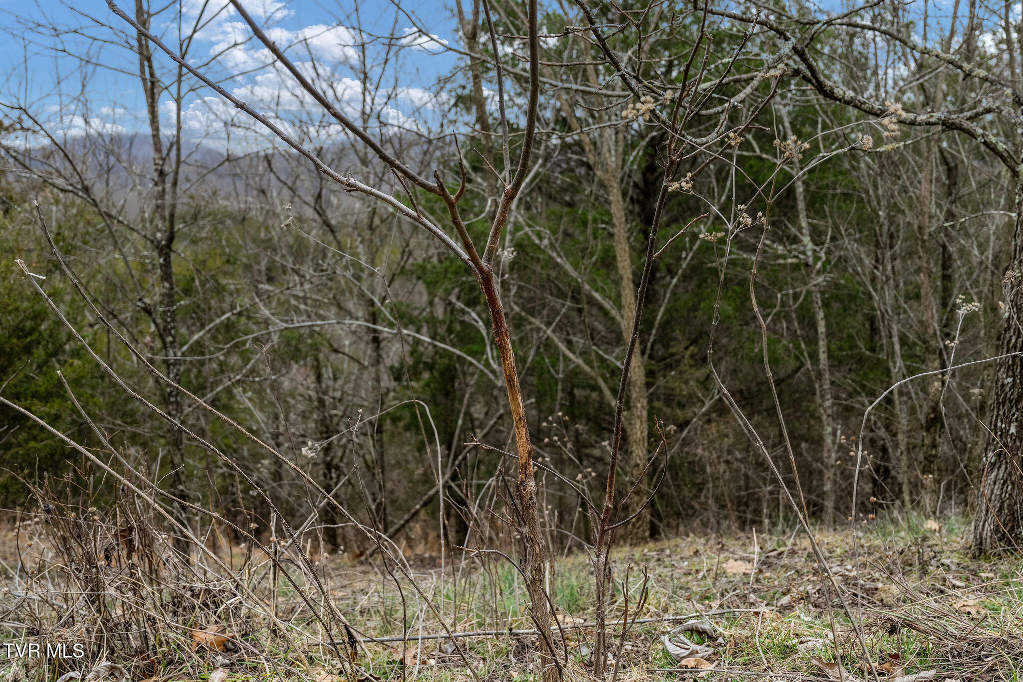 Tbd Smithtown Road Afton, TN 37616 - Photo 36 of 52 DSC03793