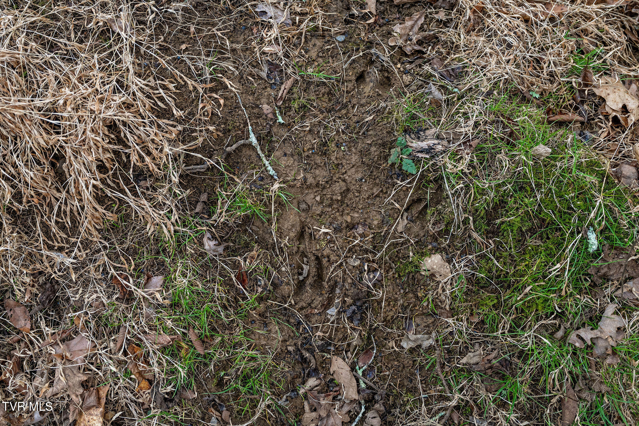 Tbd Smithtown Road Afton, TN 37616 - Photo 39 of 52 DSC03797