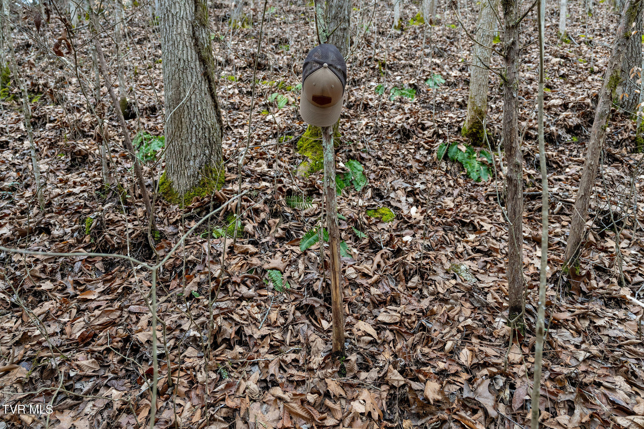 Tbd Smithtown Road Afton, TN 37616 - Photo 42 of 52 DSC03800